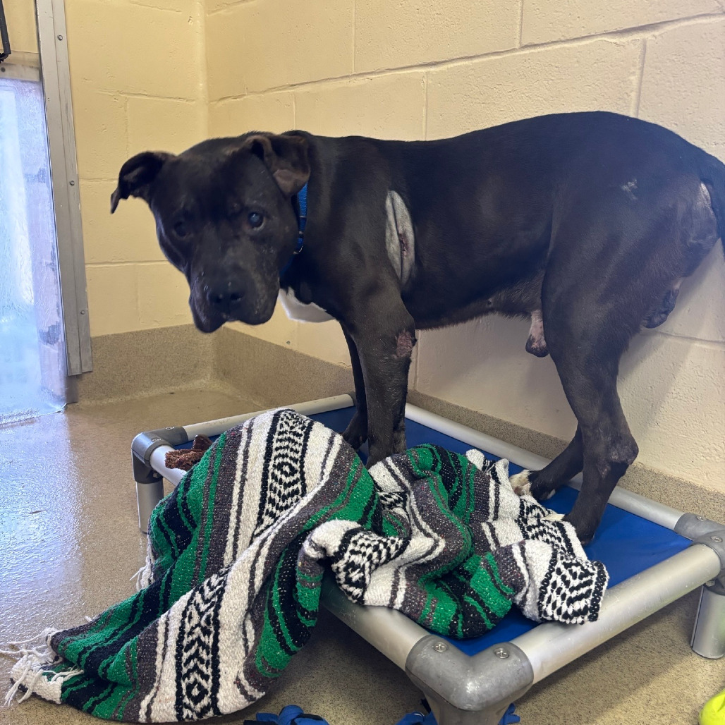 Yolo - IN FOSTER