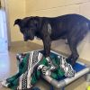Yolo - IN FOSTER photo 4
