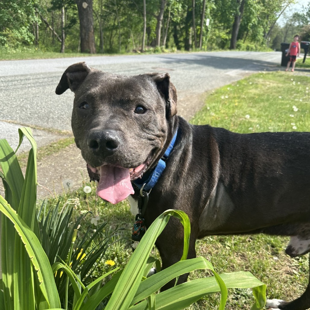 Yolo - IN FOSTER