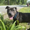 Yolo - IN FOSTER photo 5