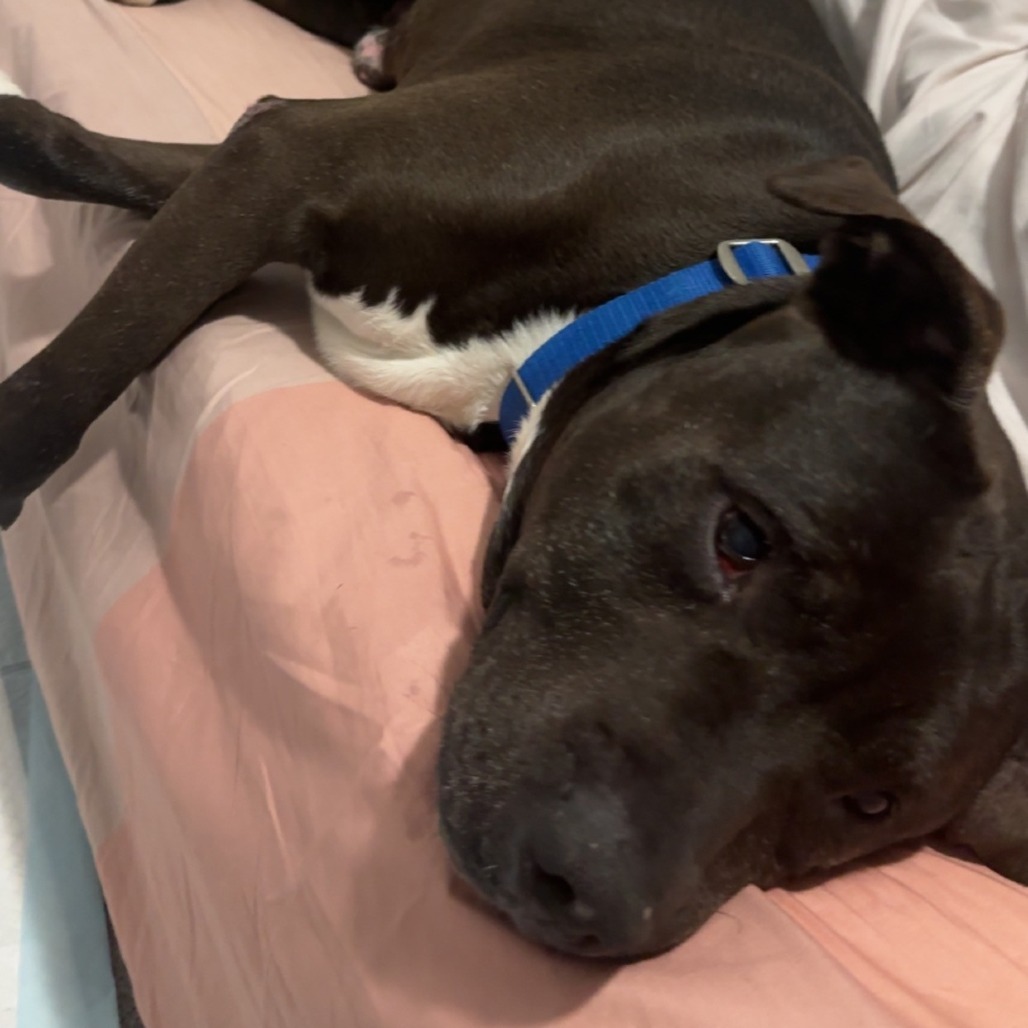Yolo - IN FOSTER