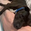 Yolo - IN FOSTER photo 6