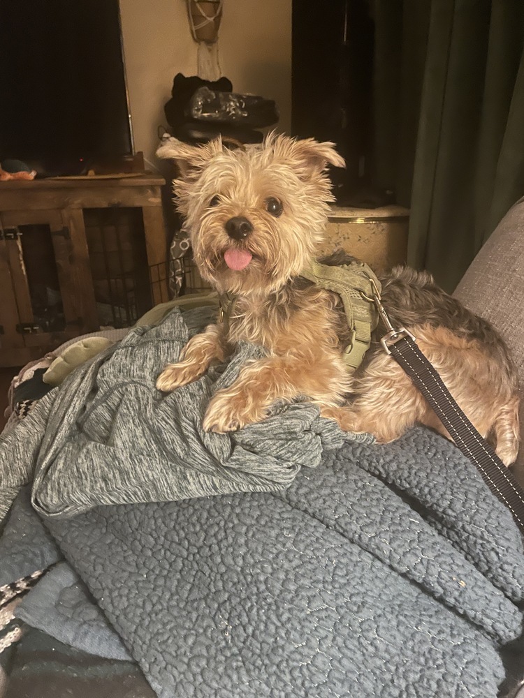 Yorkie - Sedrick