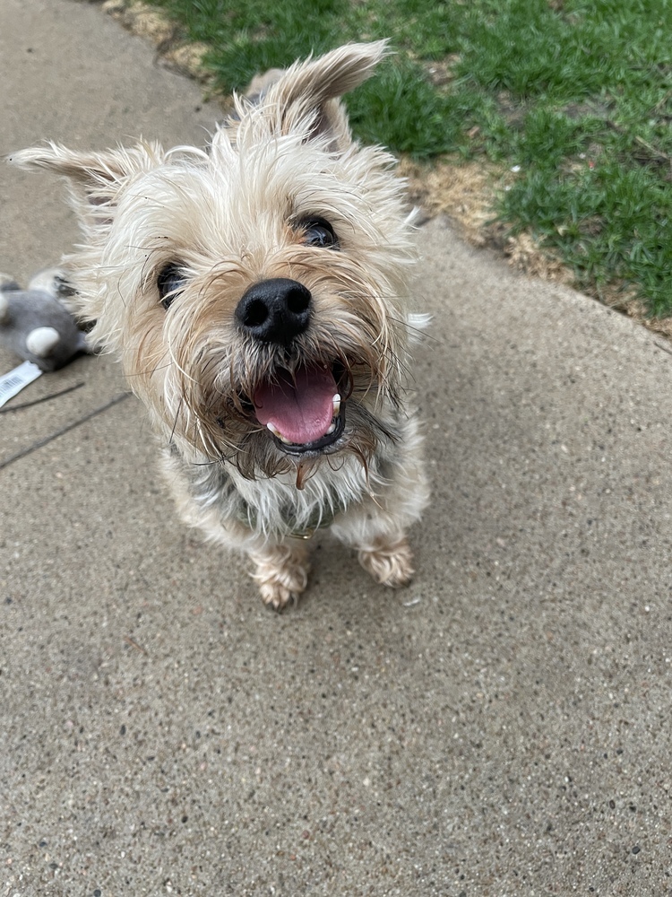 Yorkie - Sedrick