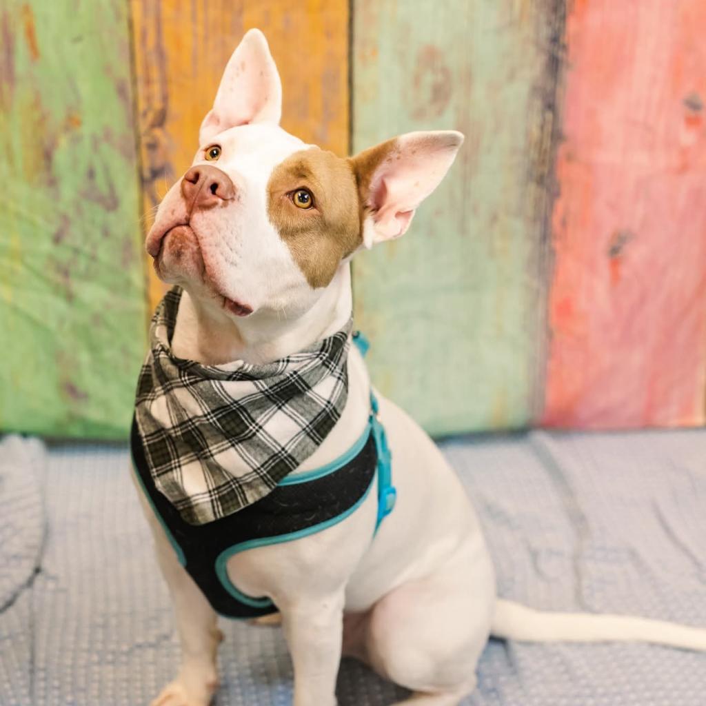 Marmaduke (sponsored)
