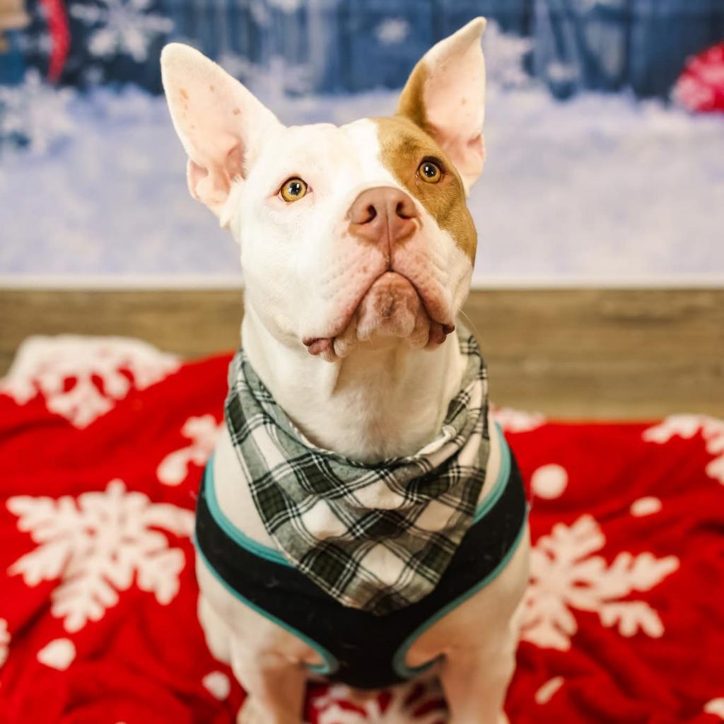 Marmaduke (sponsored)