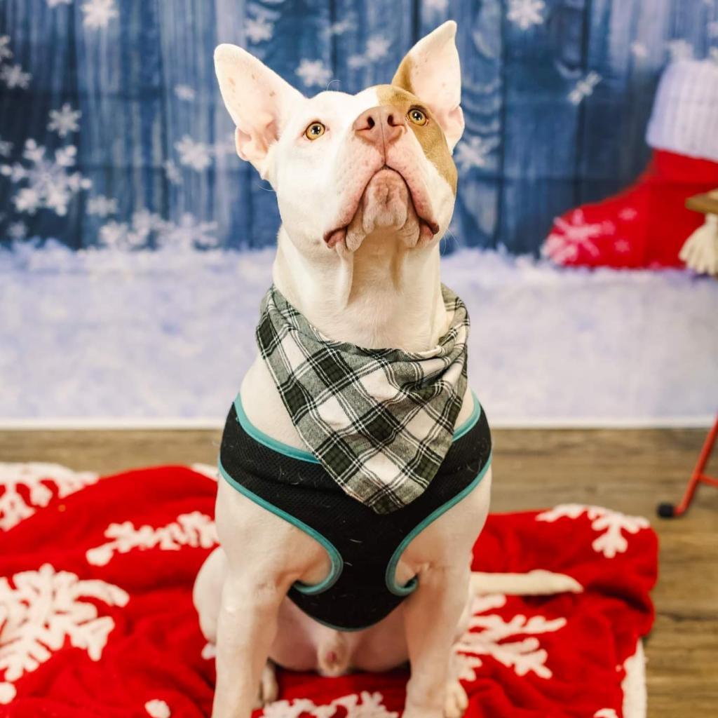 Marmaduke (sponsored)