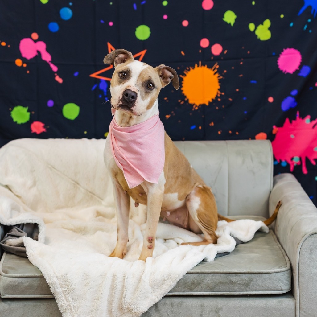 Splotch (Sponsored)