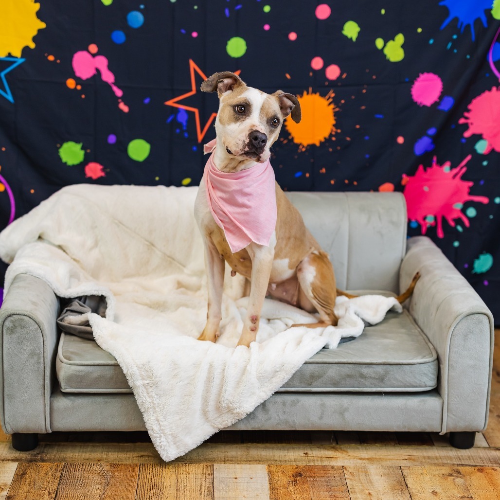 Splotch (Sponsored)