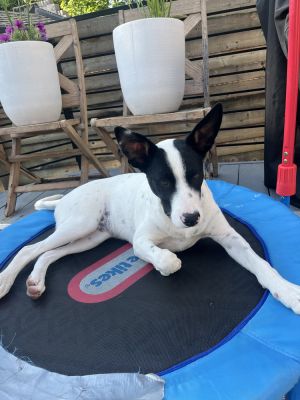 FELIX, Baby Male Cattle Dog