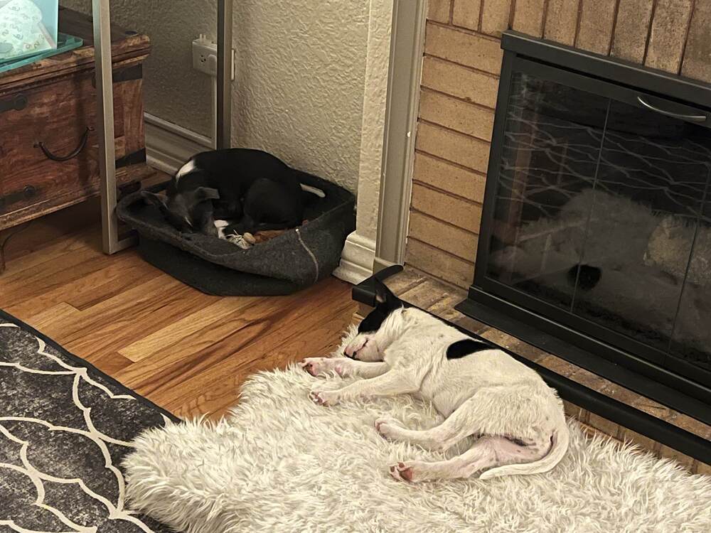 FELIX