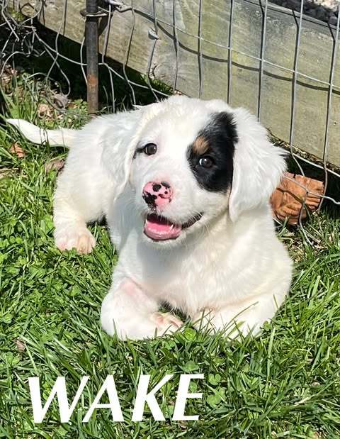 WAKE