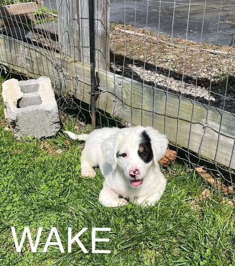 WAKE