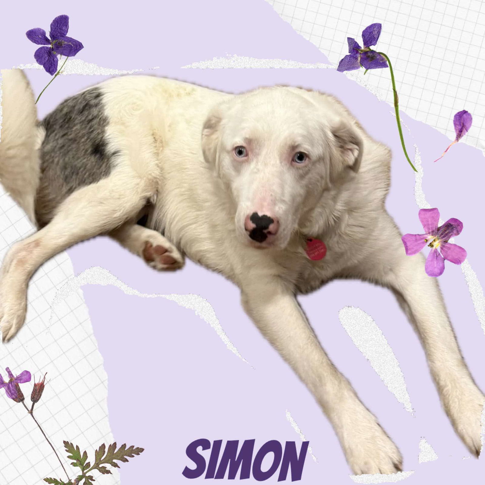 Simon