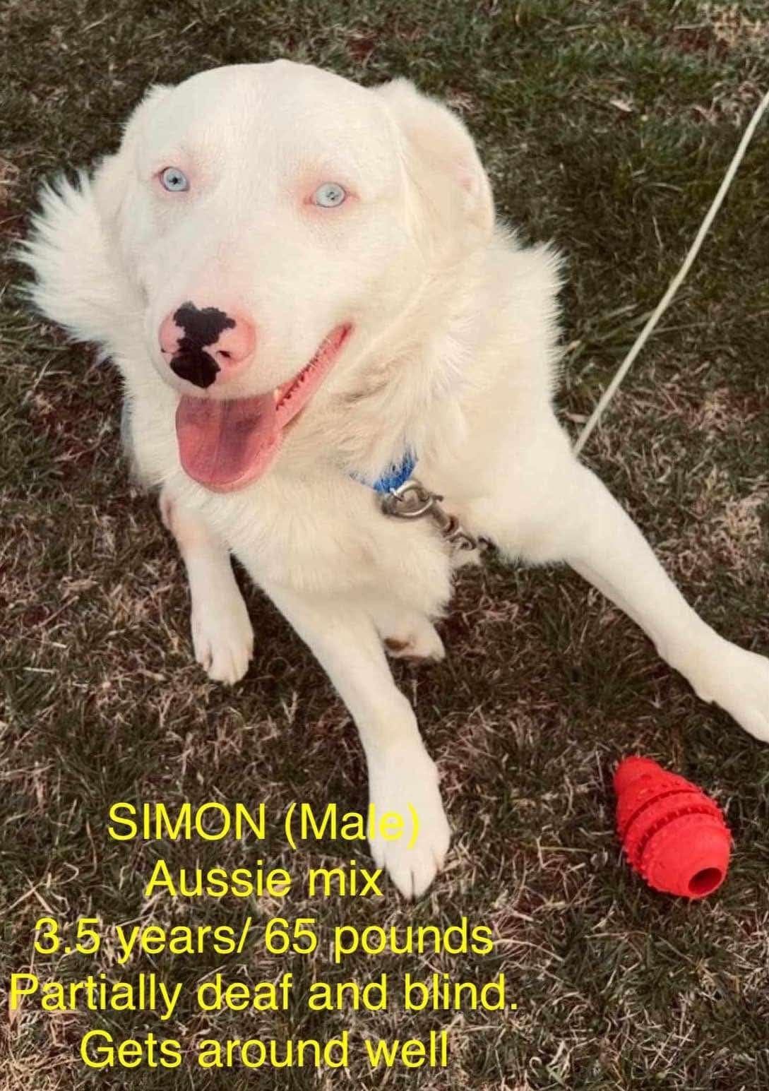 Simon