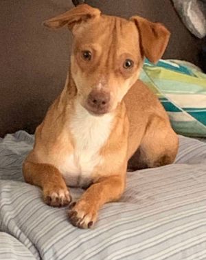 Hometown, Young Male Chihuahua