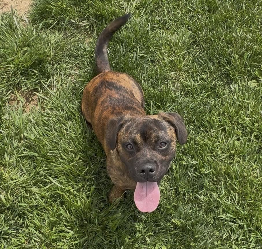 Dozer