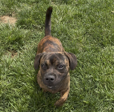 Dozer