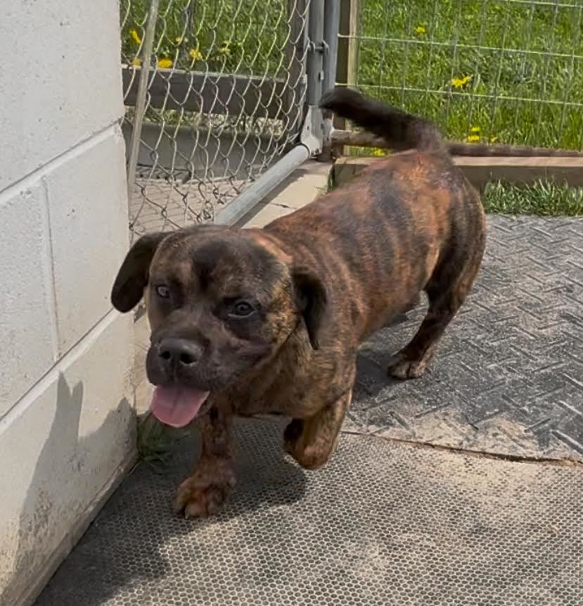 Dozer