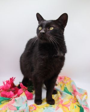 Dana, Adult Female Domestic Short Hair
