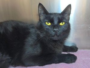 Fusilli, Young Female unknown