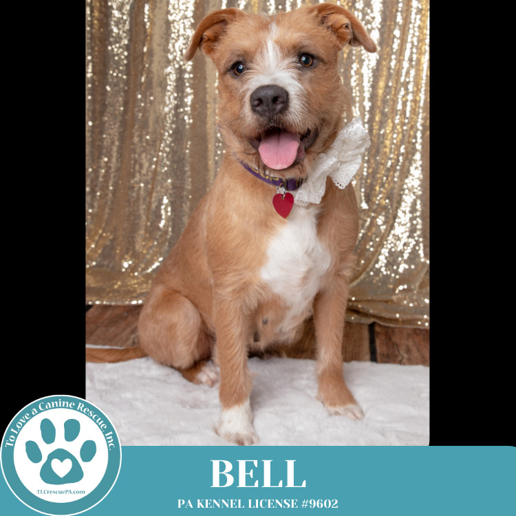 Bell 122124