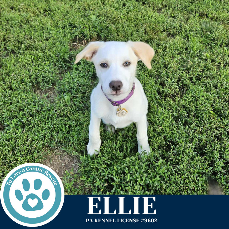 Ellie (Paisley's Poppets) 042625