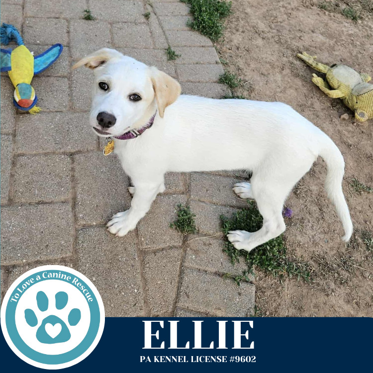 Ellie (Paisley's Poppets) 042625