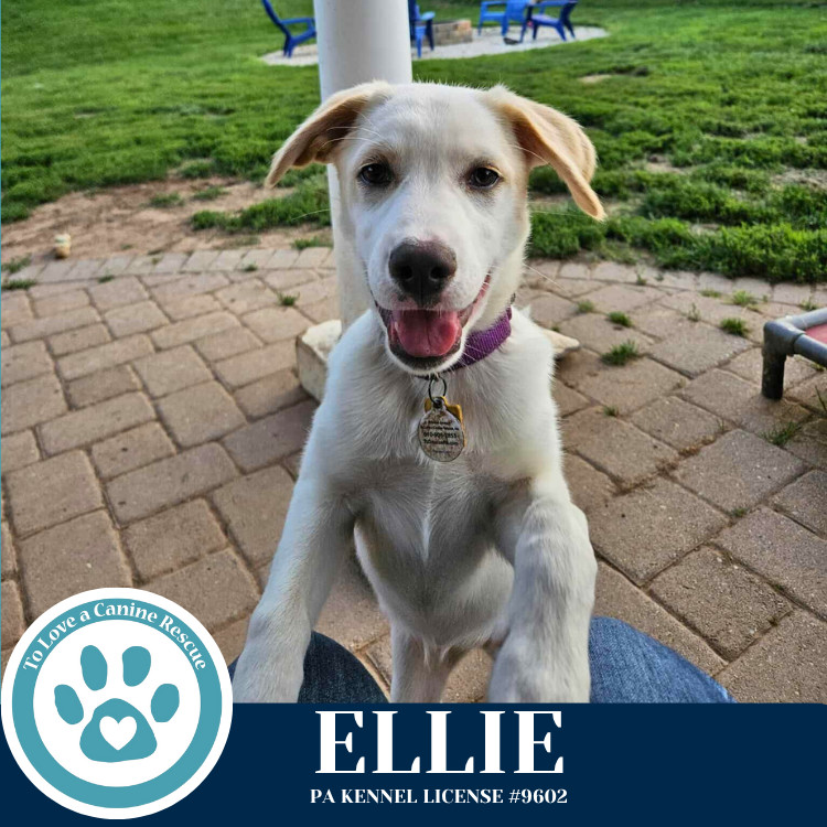 Ellie (Paisley's Poppets) 042625