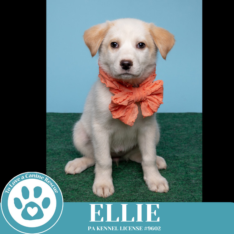Ellie (Paisley's Poppets) 042625
