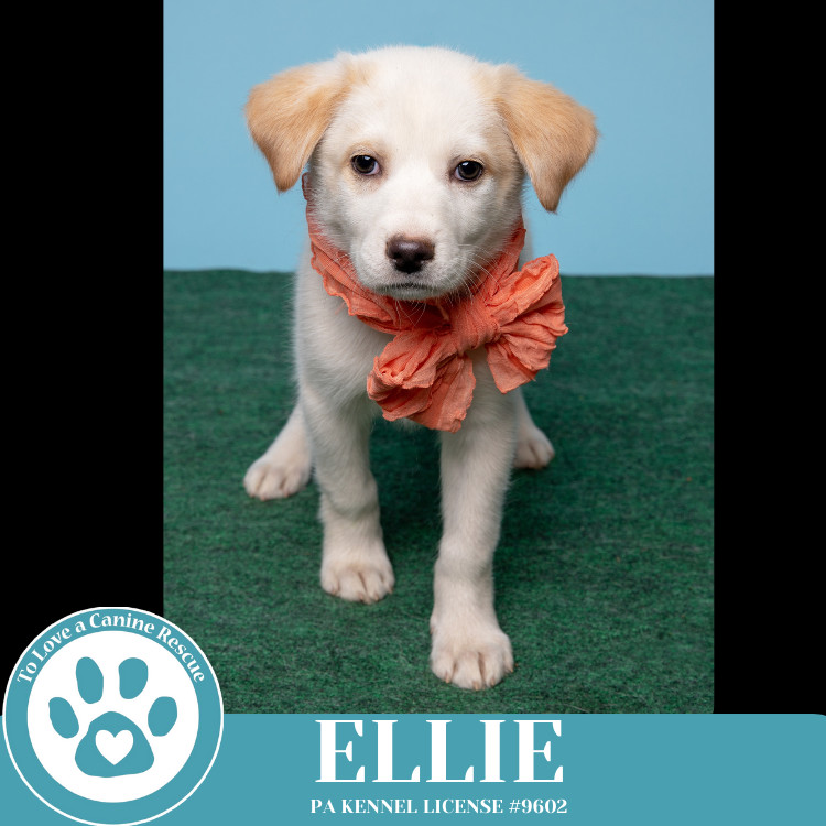 Ellie (Paisley's Poppets) 042625
