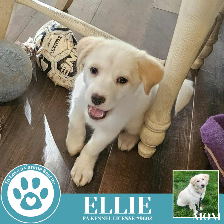 Ellie (Paisley's Poppets) 042625