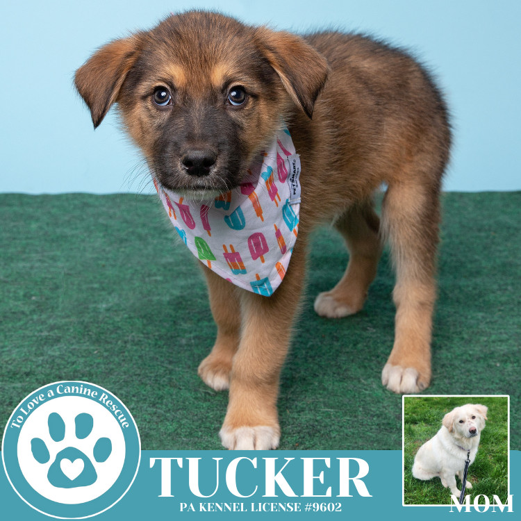 Tucker (Paisley's Poppets) 042625