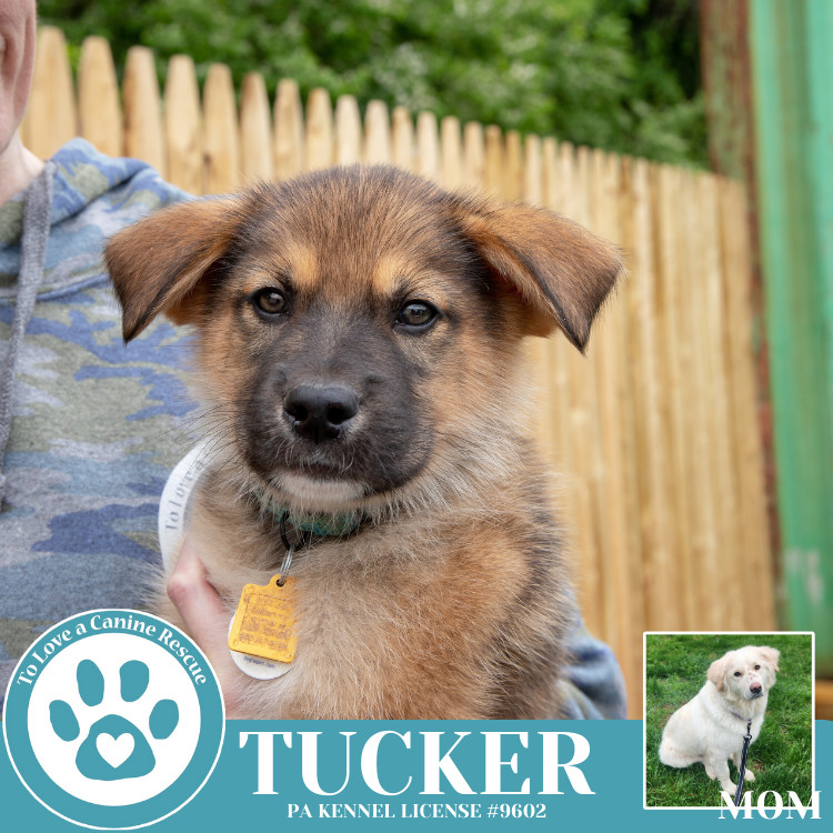 Tucker (Paisley's Poppets) 042625