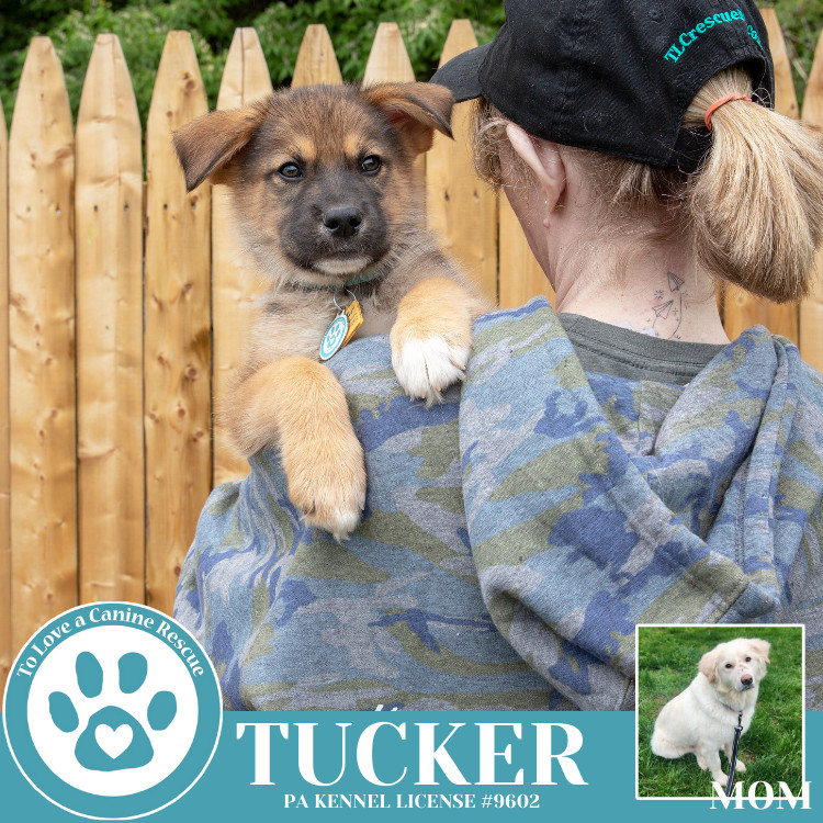 Tucker (Paisley's Poppets) 042625