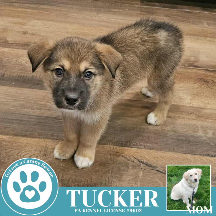 Tucker (Paisley's Poppets) 042625