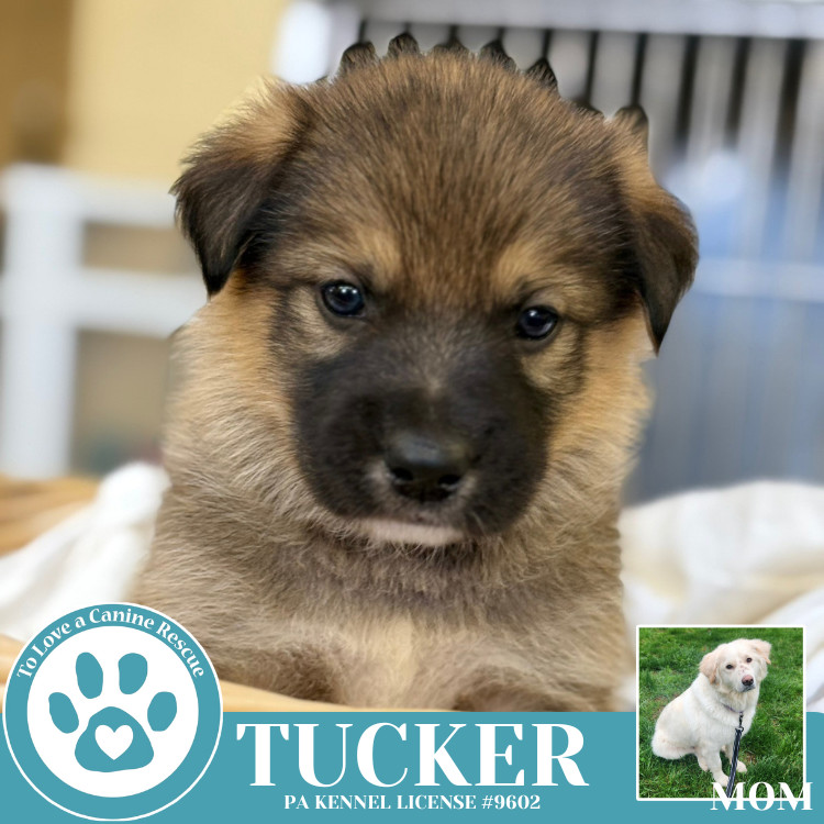 Tucker (Paisley's Poppets) 042625