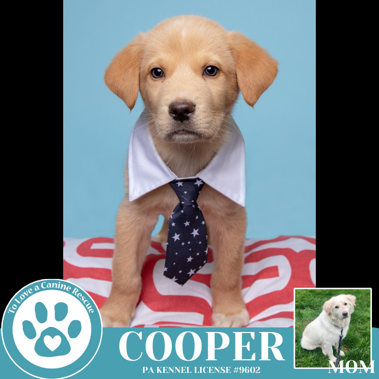 Cooper (Paisley's Poppets) 042625