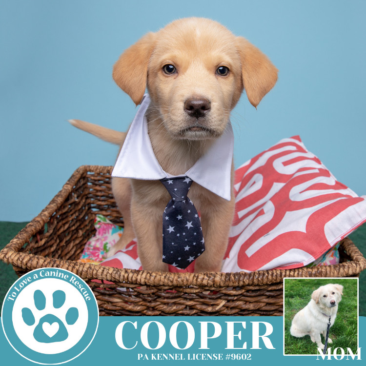 Cooper (Paisley's Poppets) 042625