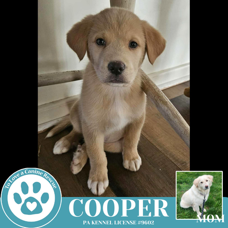 Cooper (Paisley's Poppets) 042625