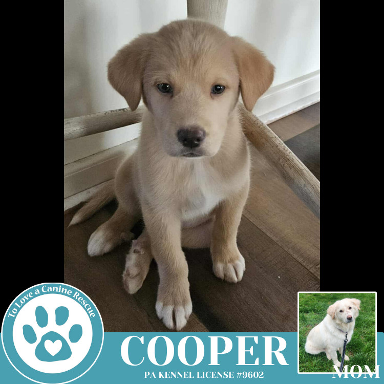 Cooper (Paisley's Poppets) 042625