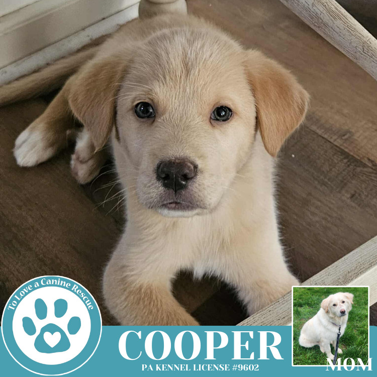 Cooper (Paisley's Poppets) 042625