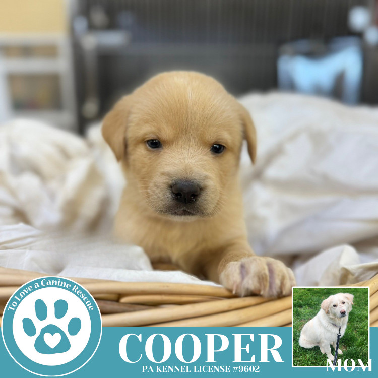 Cooper (Paisley's Poppets) 042625