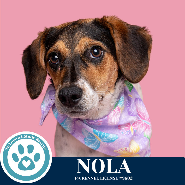 Nola (Philly Fanatics) 042625