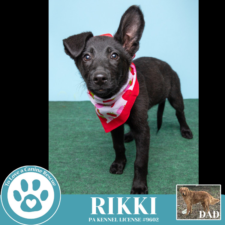 Rikki (Golden Shepherds) 042625