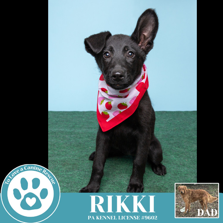 Rikki (Golden Shepherds) 042625