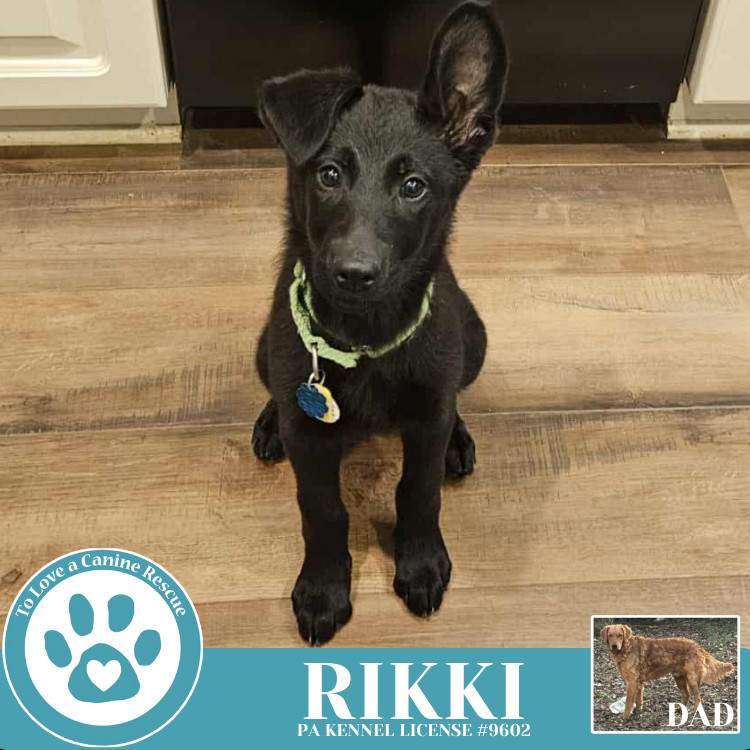 Rikki (Golden Shepherds) 042625