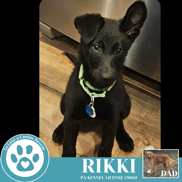 Rikki (Golden Shepherds) 042625