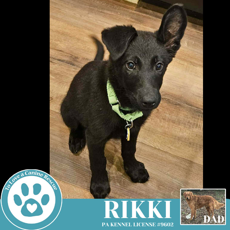 Rikki (Golden Shepherds) 042625