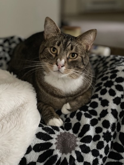 Oli